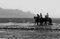 Ian Sanderson, Horses, 1996, Impresión con pigmento de archivo, Imagen 6