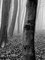 Wood, 1981, Archival Pigment Print 4