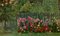 Fiori nel mio giardino, olio su tela, 1987, Immagine 4