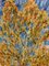 Georgij Moroz, Autumn Birches, Oil on Canvas, 2000 3
