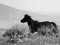 Laurent Campus, Wild Horse, Cavallini 02, Signed Limited Edition Print, Black and White, 2015 2