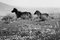 Laurent Campus, Wild Horse, Cavallini 02, Signed Limited Edition Print, Black and White, 2015 3