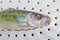 Griglia grande Fauna Danica a forma di pesce in porcellana dipinta a mano di Royal Copenhagen, Immagine 4