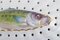 Large Fauna Danica Fish Grate in Hand-Painted Porcelain from Royal Copenhagen 4