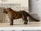 Englischer Gusseisen Nussknacker Hund, 1900er 8