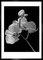 Orchid, 1991, Archival Pigment Print, Image 1