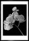 Orquídea, 1991, Impresión de pigmento de archivo, Imagen 1
