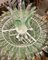 Mid-Century Round Green and Transparent Murano Glass Chandelier, 1990s, Image 3