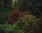 Tung Walsh, Rhododendrons 5, 2020, C-Type Print, Image 1