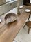 Walnut Farm Table, Immagine 14