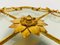 Golden Florentine Flower Shape Flush Mount by Banci Firenze, 1960s 10