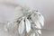 Mid-Century White Palm Tree Table Lamp by Hans Kögl, 1970s, Image 11
