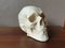 Plaster Vanity Skull, Image 1