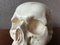 Plaster Vanity Skull, Image 7