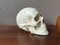 Plaster Vanity Skull, Image 6