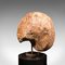 Antikes englisches dekoratives geologisches Ammonit Nautilus Fossil 9