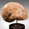 Antikes englisches dekoratives geologisches Ammonit Nautilus Fossil 11