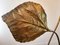 Rhubarb Leaf Lamp by Tommaso Barbi 3