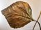 Rhubarb Leaf Lamp by Tommaso Barbi, Image 3