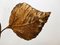 Rhubarb Leaf Lamp by Tommaso Barbi 11