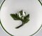 Service à Café Meissen Green Ivy Vine Leaf Egoist en Porcelaine Peinte à la Main, Set de 5 4