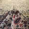 Antique Middle Eastern Carpet, Image 14