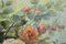 Giovanni Bonetti, Flowers on the Table, Oil on Canvas 5