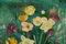 Óleo sobre lienzo sueco, Arreglo con flores, Hans Ripa, Imagen 5