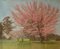 Apple Blossom Tree Park, Mid 20th-Century, Paysage Impressionniste, Huile par Innes, 1950s 1