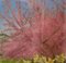 Apple Blossom Tree and Dandelions, Mid 20th-Century, Impressionist Landscape Oil, 1950s 3