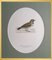 Svenska Fåglar, 10 uccelli di Magnus per Wright, set di 10, Immagine 12