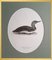Svenska Fåglar, 10 Birds by Magnus for Wright, Set of 10 3