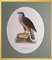 Svenska Fåglar, 10 uccelli di Magnus per Wright, set di 10, Immagine 4