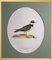 Svenska Fåglar, 10 Birds by Magnus for Wright, Set of 10 6