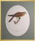 Svenska Fåglar, 10 Birds by Magnus for Wright, Set of 10 5