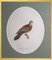 Svenska Fåglar, 10 uccelli di Magnus per Wright, set di 10, Immagine 9