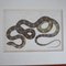 Antiker gerahmter No.2 Snake Print 2