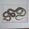 Antique Framed No.2 Snake Print 2