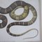 Impresión de serpiente nº 2 antigua, Imagen 3