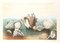 Eva Fischer, conchas marinas, litografía original, finales del siglo XX, Imagen 1