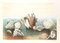 Eva Fischer, Seashells, Original Lithograph, Late 20th Century 1