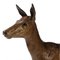 Vienna Bronze Deer from Workshop Bermann. 2