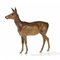 Vienna Bronze Deer from Workshop Bermann. 1