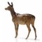 Vienna Bronze Deer from Workshop Bermann., Image 4