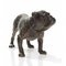 Wiener Bronze Englische Bulldogge von Workshop Bermann 1