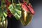 Flower Power Red Anthurium & Egg Lamps Kronleuchter von Vgnewtrend, Italien 4