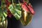 Lustre Flower Power Anthurium Rouge de Vgnewtrend, Italie 4