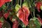 Lampadario Flower Power rosso con anthurium e lampade a forma di uovo di Vgnewtrend, Italia, Immagine 3