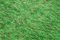 Grüner Überfärbter Teppich 5