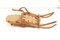 Silla plegable austriaca de madera curvada de Thonet, años 50, Imagen 6